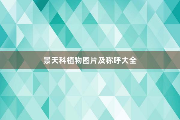 景天科植物图片及称呼大全